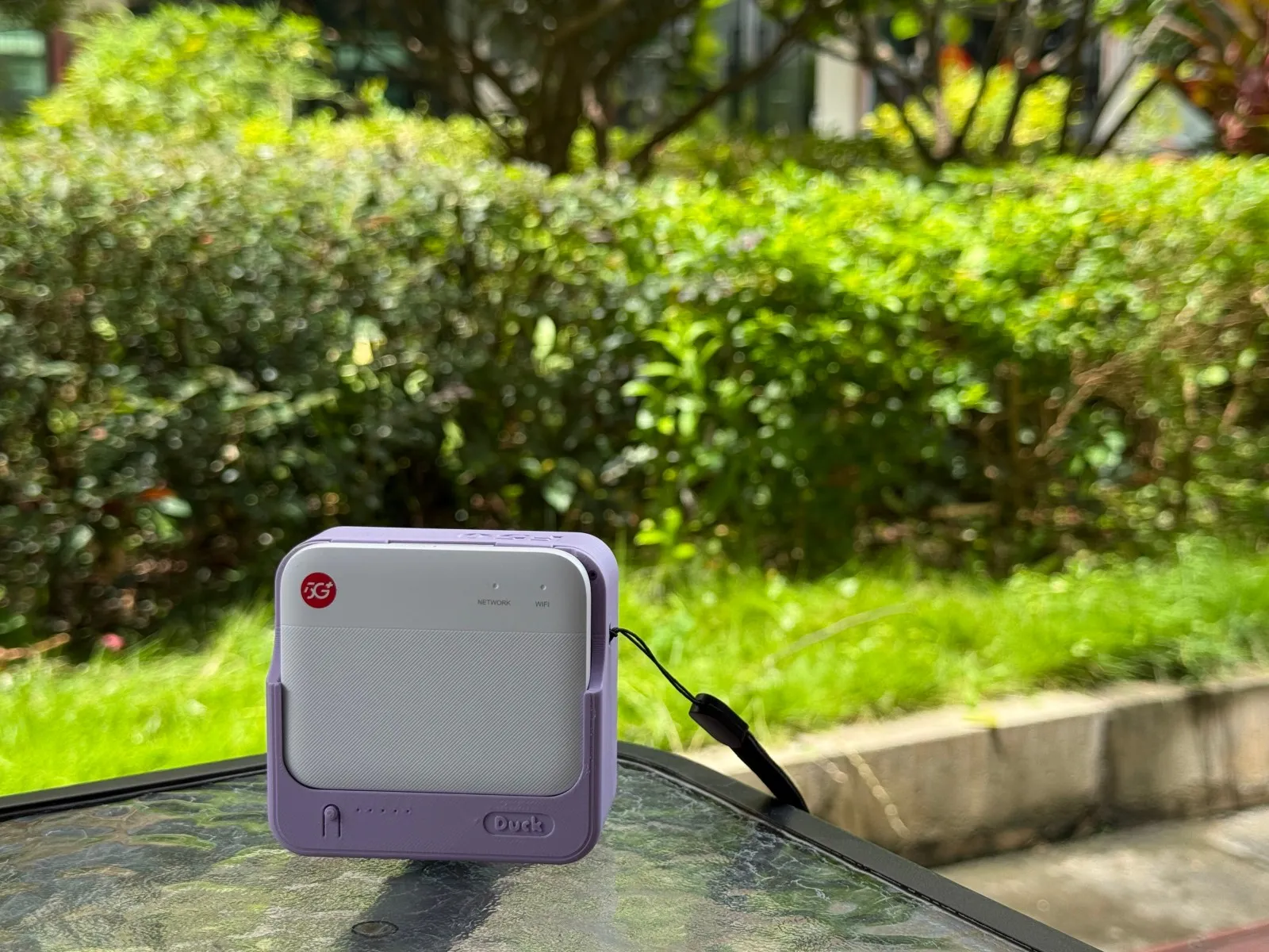 优雅紫韵